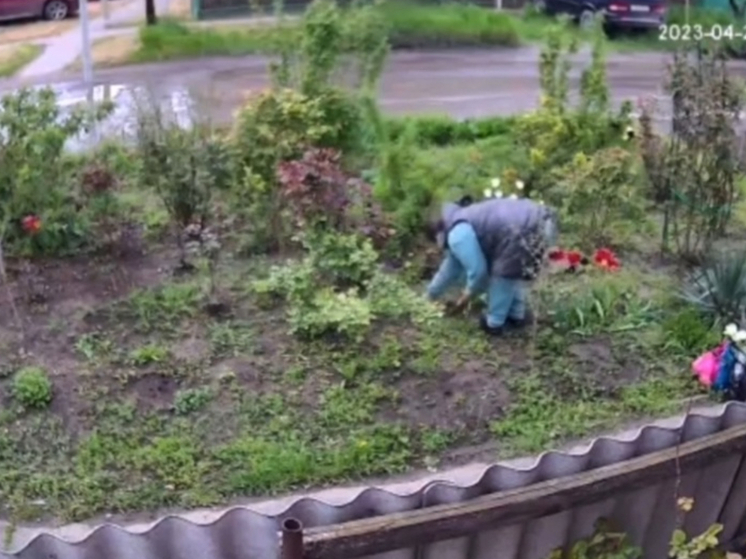 В Батайске женщина сорвала маленькую ель с чужой клумбы