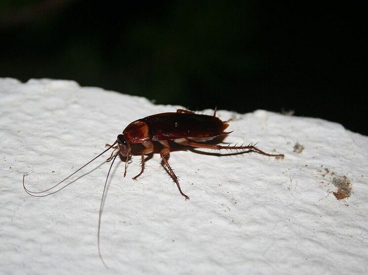 Биолог Кожара назвал привлекательные места для тараканов