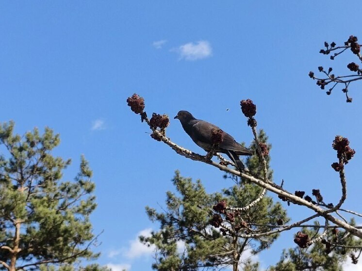 Во Владивостоке 31 мая ветрено и от +15 до +17 градусов