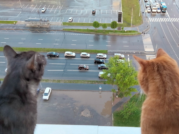 Начало июня в Марий Эл будет умеренно теплым и дождливым