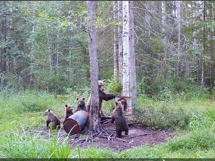 Новгородские медведи стали «добычей» фотоловушек