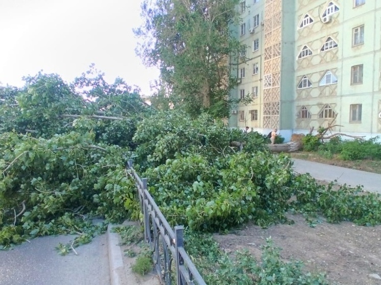Городские спасатели расчистили дорогу от упавшего дерева в Астрахани