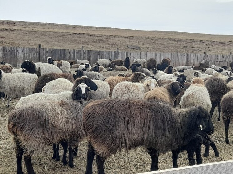 Хакасская фермерша поделится с туристами очарованием сельской жизни