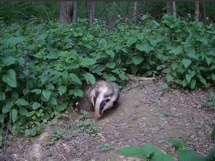 Калужанам показали зверя, который никуда не спешит