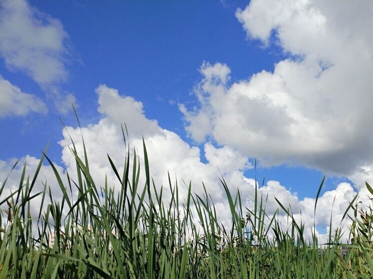 Первый день лета в Ленобласти будет ветреным