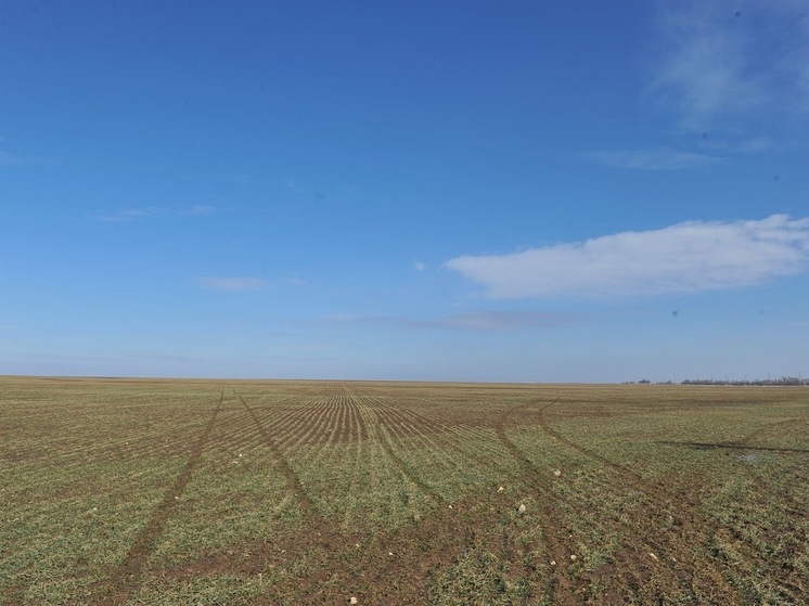 В Волгоградской области идет обработка территорий от саранчи