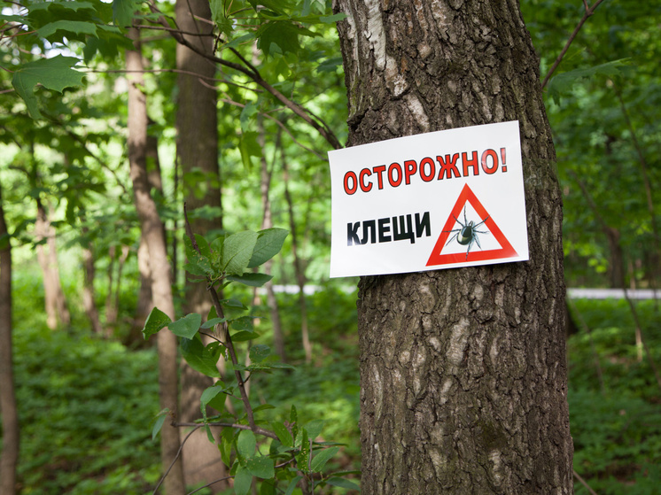 Ярославцам рассказали, где можно подхватить энцефалитного клеща