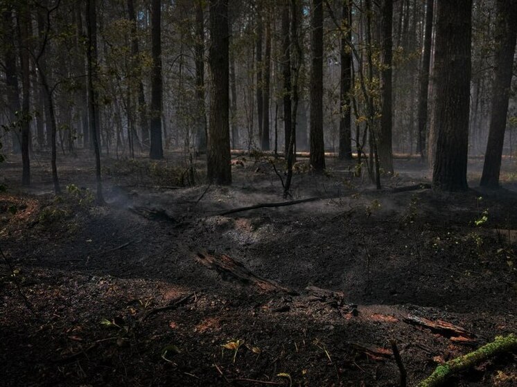 Пожар на территории заповедника в Липецкой области удалось локализовать