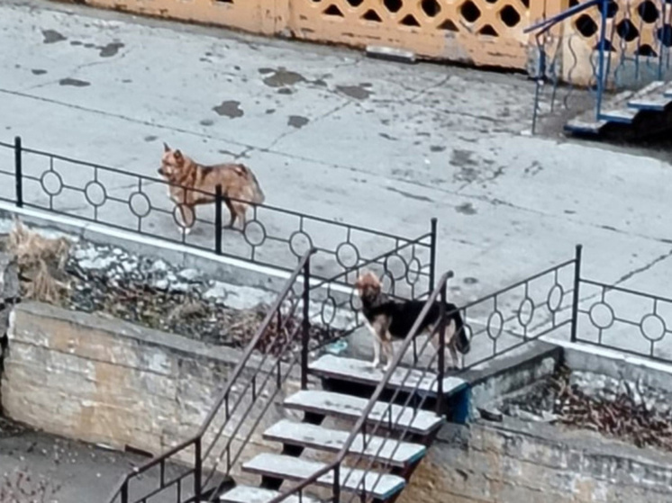 Прокуратура проводит проверки по факту нападения собак на детей в Анадыре