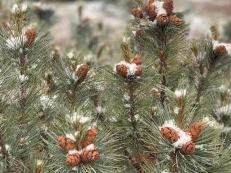 В первый день лета на большей части Чукотки ожидается небольшой снег