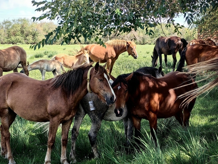 Юные хакасские наездники будут соревноваться в честь Дня защиты детей