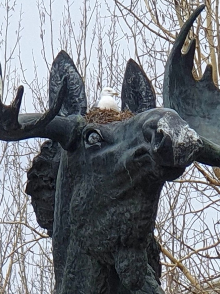 Чайка свила гнездо на голове лося