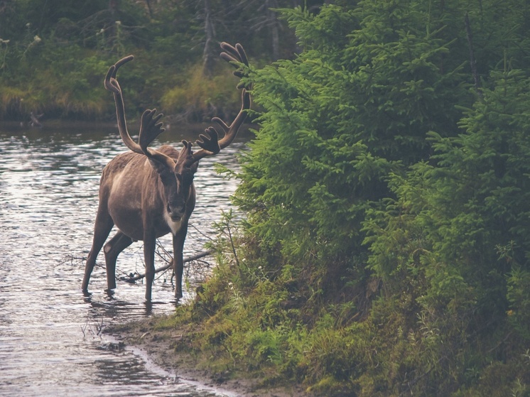 Сезон охоты на изюбрей стартовал в Амурской области