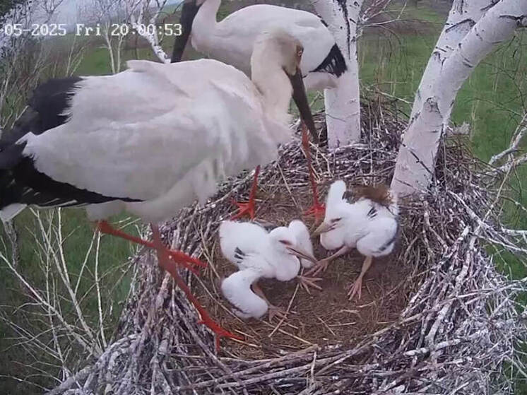 Момент кормления дальневосточных аистят удалось запечатлеть в Амурской области