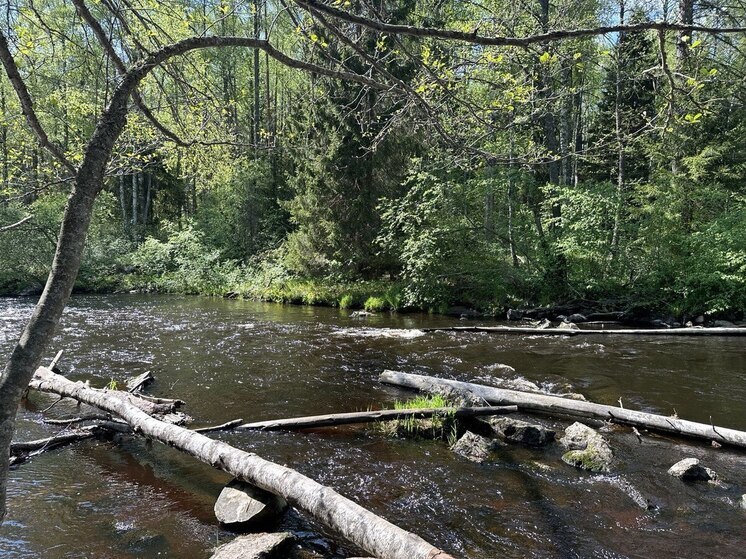 Красноярские золотодобытчики загрязняют ртутью реку в Хакасии