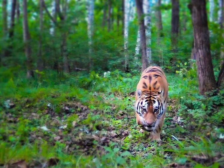 Тигр из хабаровского заповедника ушел в Китай