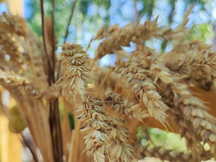 Поздние заморозки поставили под удар будущий урожай в Хакасии