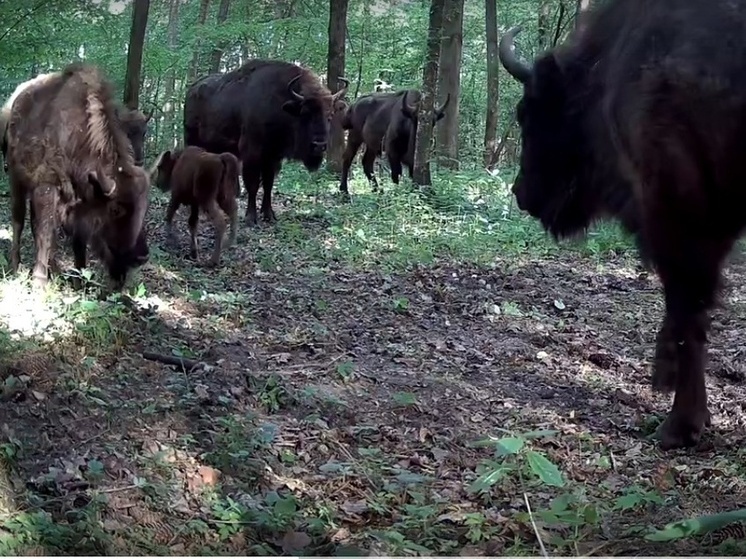 В калужскую фотоловушку попались детеныши зубра