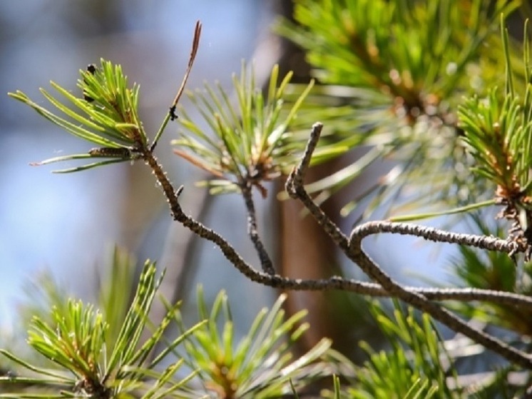 В Волгоградской области установлена высокая пожароопасность