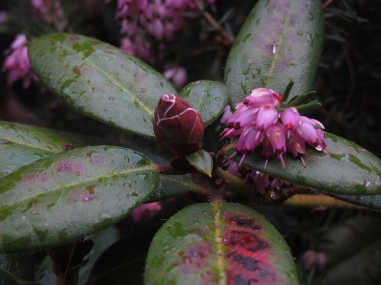 В Сочи ожидаются сильные дожди