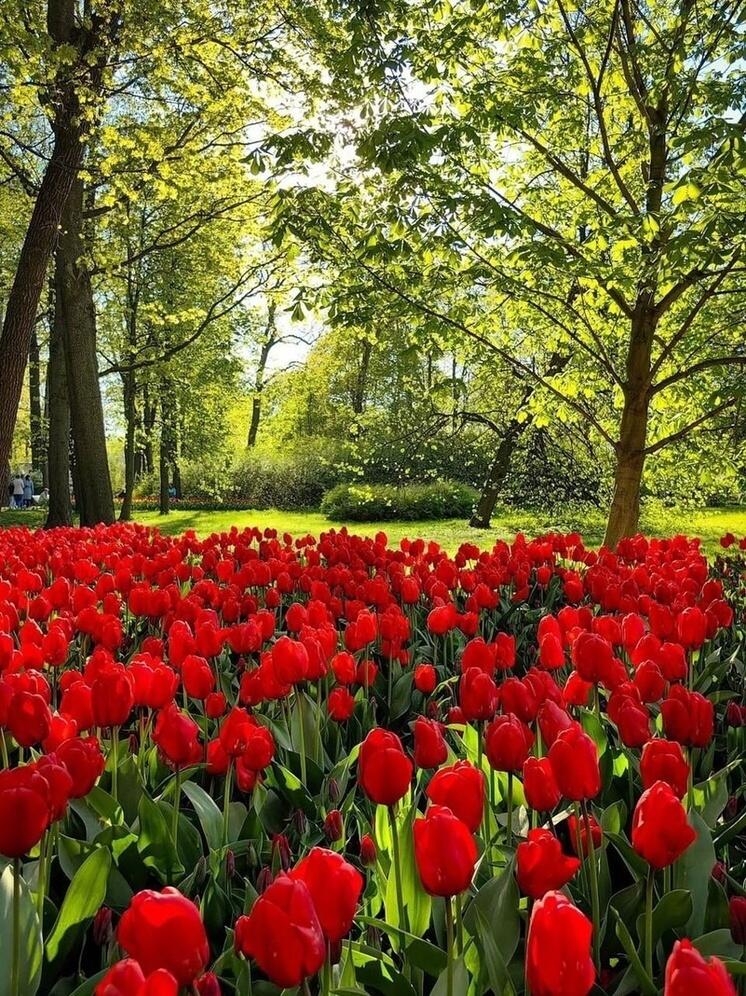 Океан тюльпанов затопил Елагин остров в Петербурге