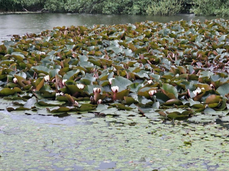 На Монастырском озере на склоне Бештау зацвели краснокнижные лотосы