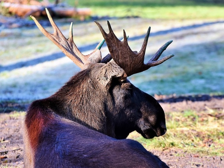 Раненый лось залез на кухню здания в Вышнем Волочке