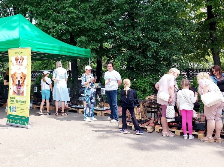 Калужане забрали четырёх бездомных животных