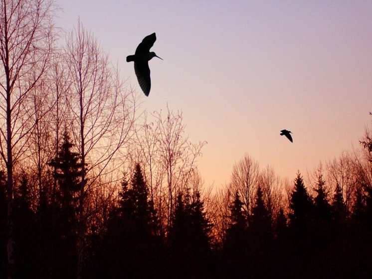 Калужских любителей птиц просят подсчитать вальдшнепов