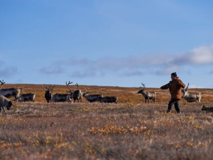 Конкурс профмастерства среди оленеводов возобновили на Чукотке