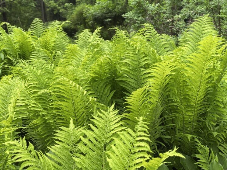 Магнитные бури в Хабаровске на неделю с 2 по 8 июня 2025 года