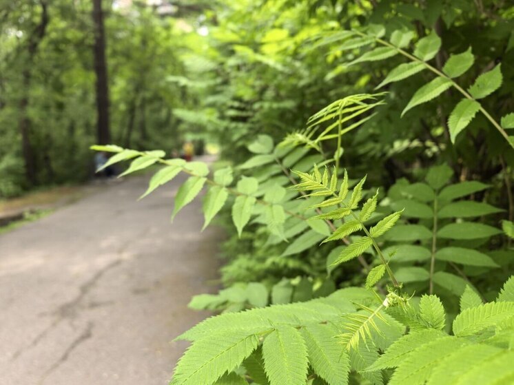 Хабаровский гороскоп на неделю с 2 по 8 июня 2025 года