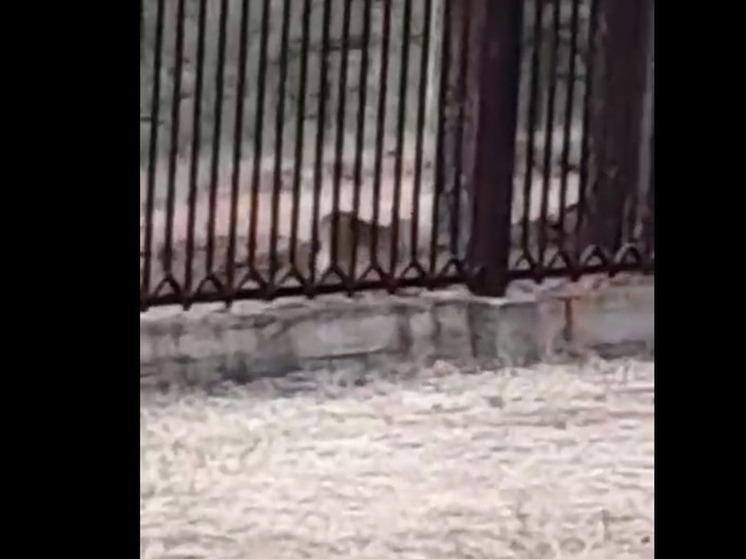 Рысь сняли на видео около санатория в Читинском округе