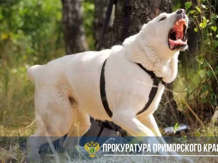 «Алабай» набросился на пенсионерку в Приморье: женщину увезли в больницу