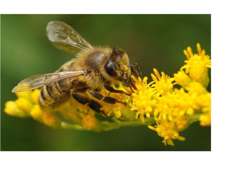 Все пчелосемьи Приангарья поставят на учет и промаркируют до 1 сентября 2025 года