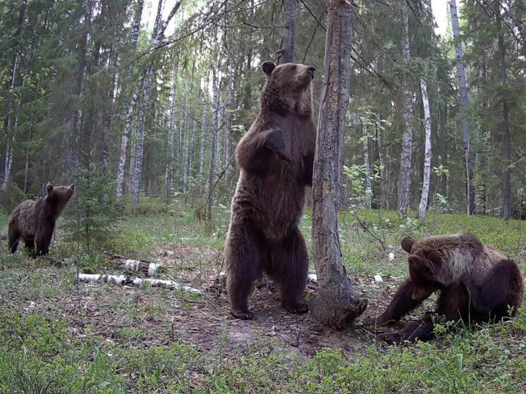 Фотоловушка в заповеднике Марий Эл следит за семьей медведей