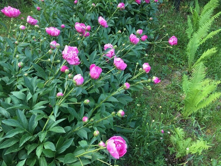 Жителей Воронежской области ожидают прохладные ночи и жаркие дни