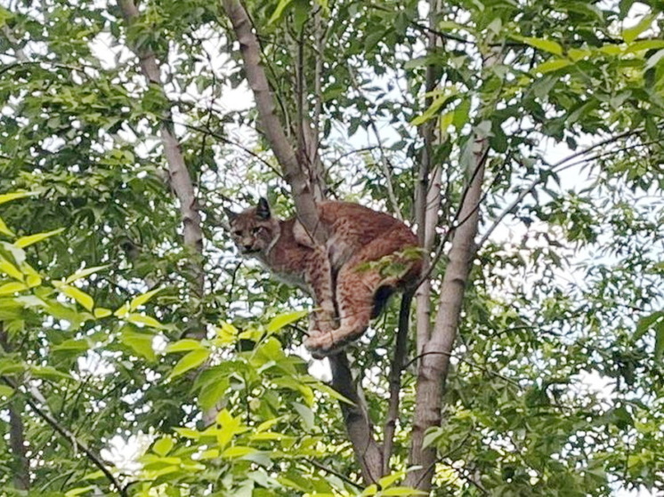 Рысь была замечена в Октябрьском районе Иркутска