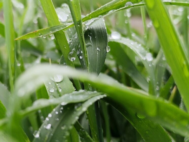 Снижение до +8 градусов: в Хабаровске в четверг, 5 июня, похолодает