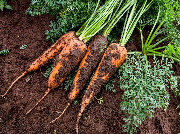 В Волгоградской области проверили 400 тонн моркови для экспорта в Казахстан