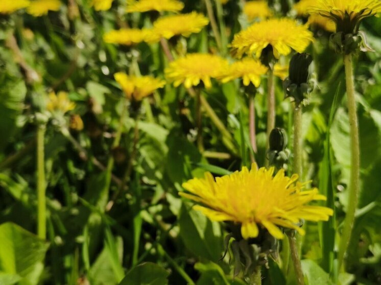 В ЕАО организуют летний досуг для юных жителей области