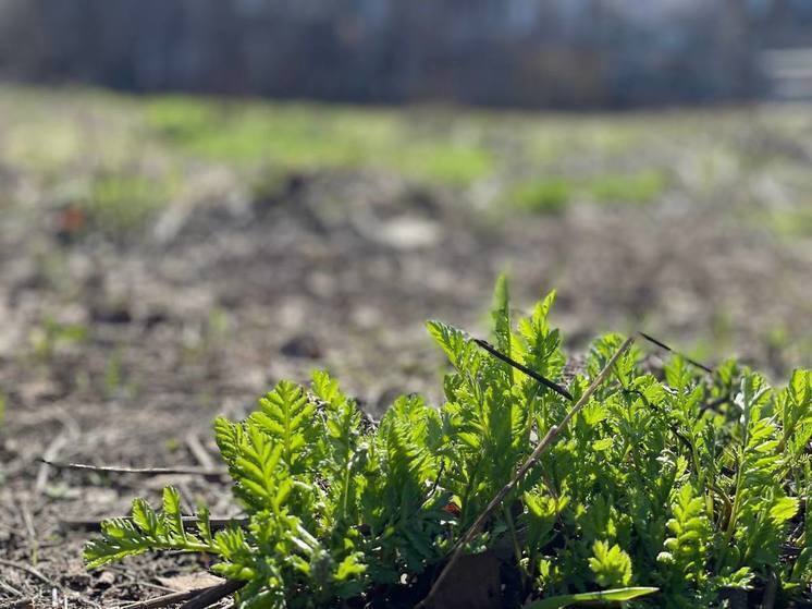 Оленин день или праздник льна: что можно и нельзя делать 3 июня
