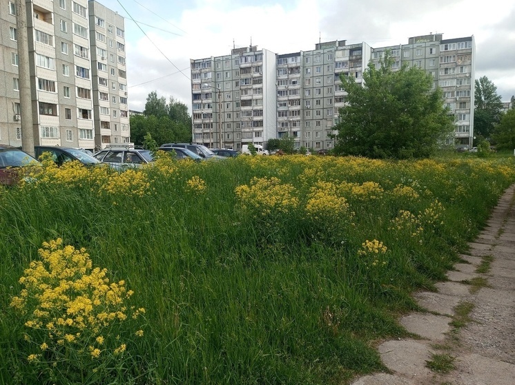 В Тверской области пожаловались на заросшую территорию рядом с жилыми домами