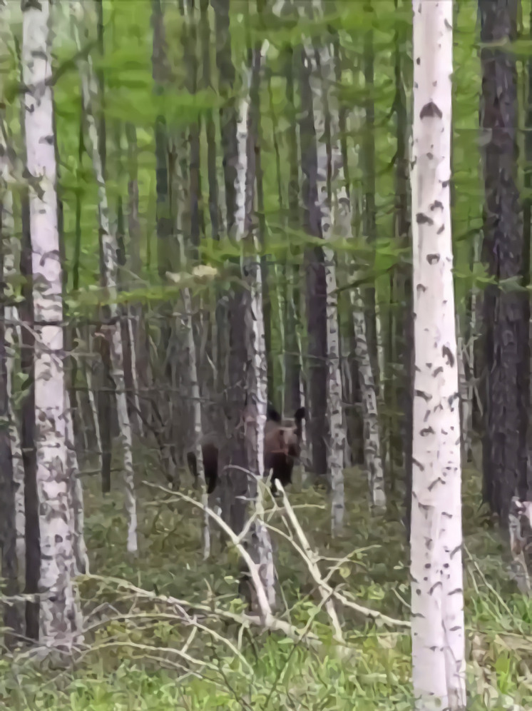 Лосиху в лесу повстречал охотинспектор в Хабаровском крае