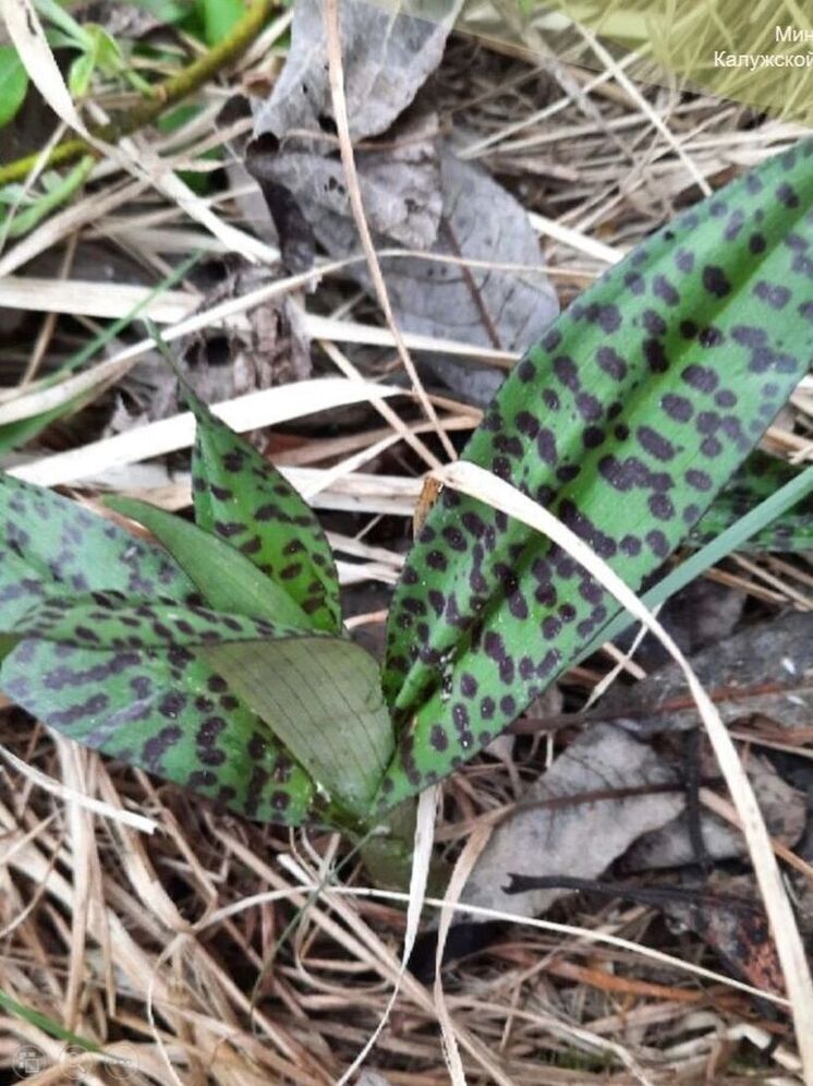 Редкая орхидея найдена в заброшенной усадьбе Тарусского района
