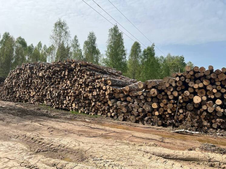 В Калужской области юрлицо поплатилось за складирование леса