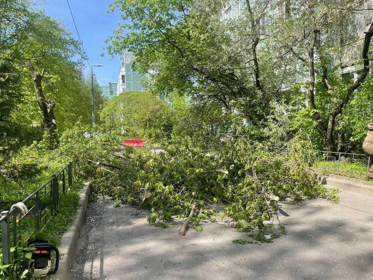 Петербуржцы пожаловались на вырубку деревьев во дворе Выборгского района