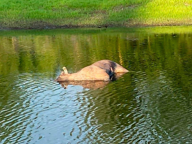 На Тамбовщине найдено тело лося с огнестрельными ранениями