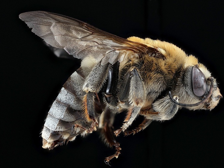 Под Износками пчёл на неделю закроют в ульях