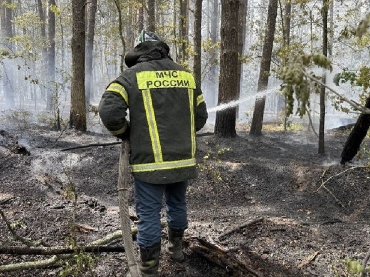 Повторное возгорание в заповеднике в Липецкой области увеличилось до 25 га